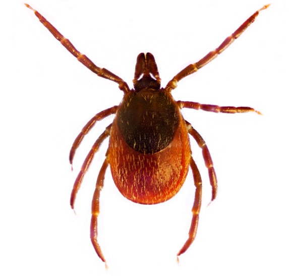 Ixodes ricinus jeb parastā ērce